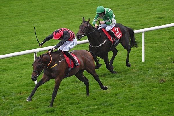 Selections for Galway – Oct. 29th 2023